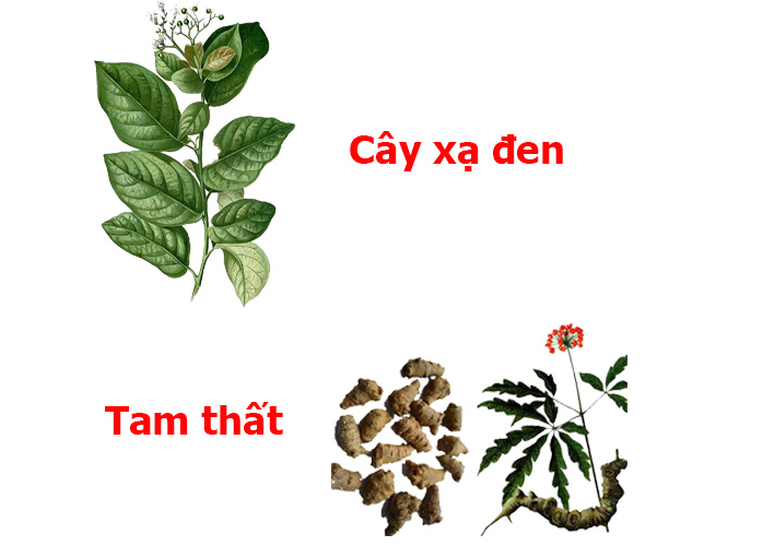 Cách sử dụng trà tam thất xạ đen hiệu quả cho sức khỏe